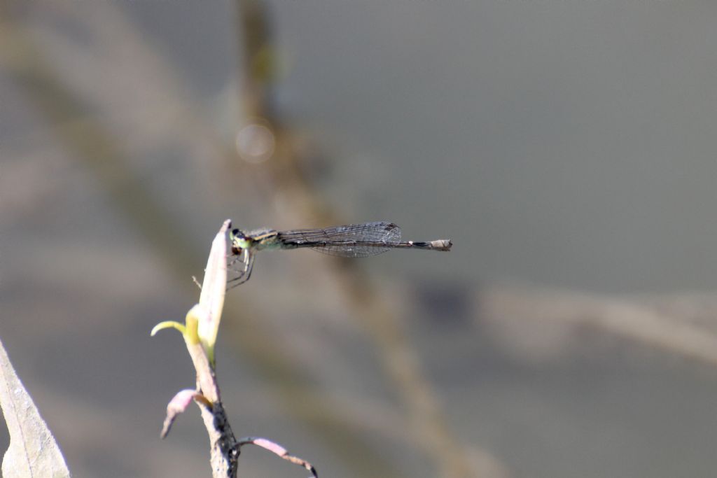 Ischnura elegans femmina